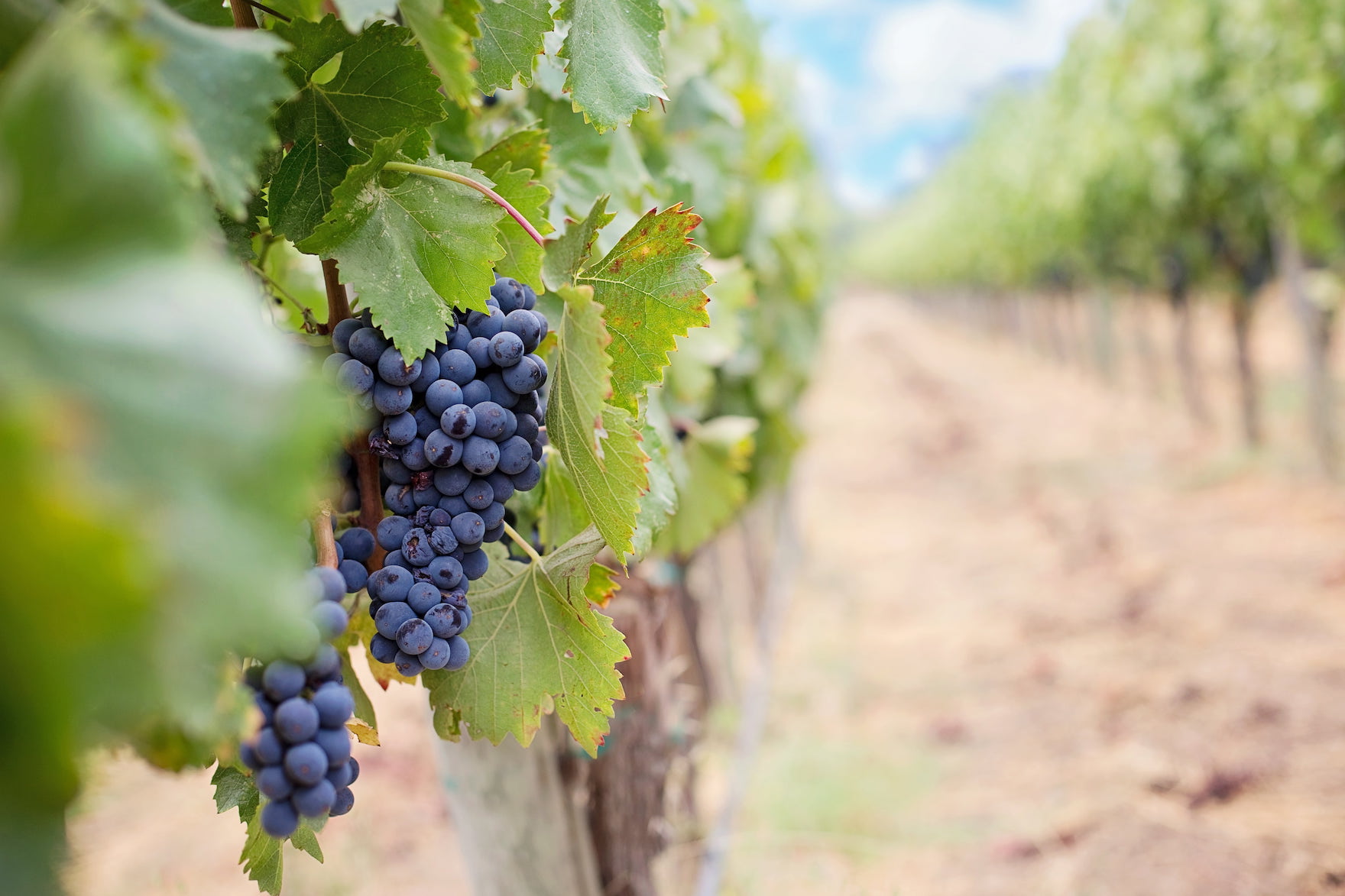 Immagine per Lotta ai pesticidi tra le vigne, Gorizia e Collio uniti nel progetto